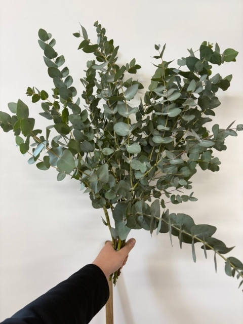 Fresh Eucalyptus Bunch